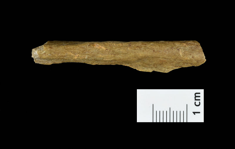 A Homo sapiens bone fragment from excavations at a cave site in the German town of Ranis provides new insight into the arrival of Homo sapiens in the region thousands of years earlier than previously known, is seen in a composite image, in this undated handout picture obtained by Reuters.