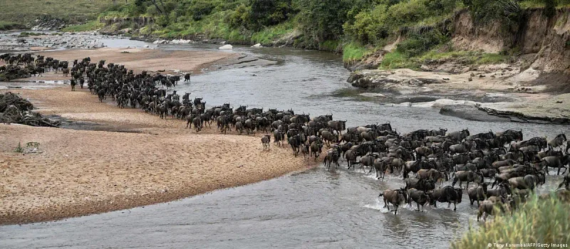 The annual wildebeest migration across the Serengeti at the end of the rainy season is recognised as one of the ‘Seven Wonders of the Natural World’