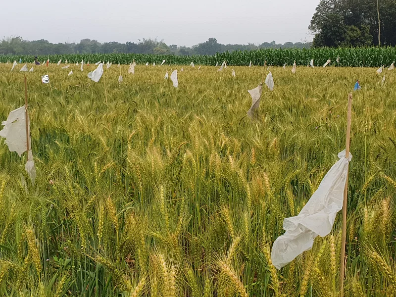 Farmers installed sticks with polythene pieces tied on to them in their crop field to scare birds away. Photo taken from Moizuddin Mollar Para in Goalanda, Rajbari on 25 February.