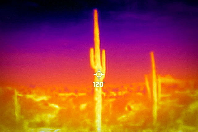 A saguaro cactus is seen during a 27-day-long heat wave with temperatures over 110 degrees Fahrenheit (43 degrees Celsius) at the Desert Botanical Garden in Phoenix, Arizona, US, 26 July, 2023.