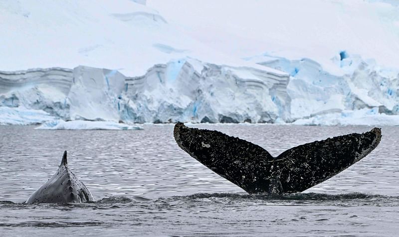 View of the tail of a Humpback whale at the Gerlache Strait, which separates the Palmer Archipelago from the Antarctic Peninsula, in Antarctica on 19 January, 2024. Scientists and researchers from various countries are collaborating on projects during the X Antarctic Expedition aboard the Colombian research vessel 'ARC Simon Bolivar,' designed exclusively to develop scientific projects. These initiatives involve analyzing the current condition of the Antarctic sea, studying atmospheric pressure, and monitoring the species inhabiting this region of the planet.