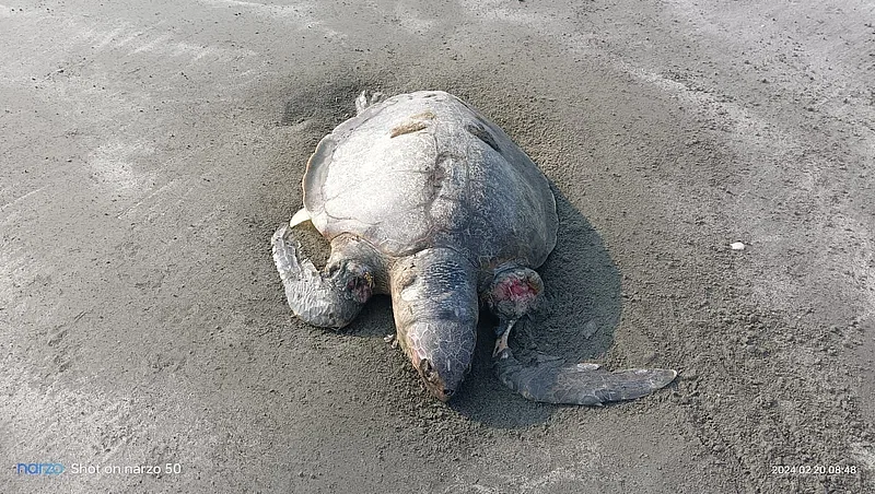 Carcass of a turtle