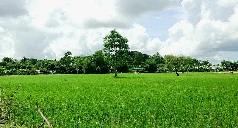 The Rakhine hills are seen in Myanmar from the Tumbru west border of Bandarban in Bangladesh. The paddy field is in Bangladesh