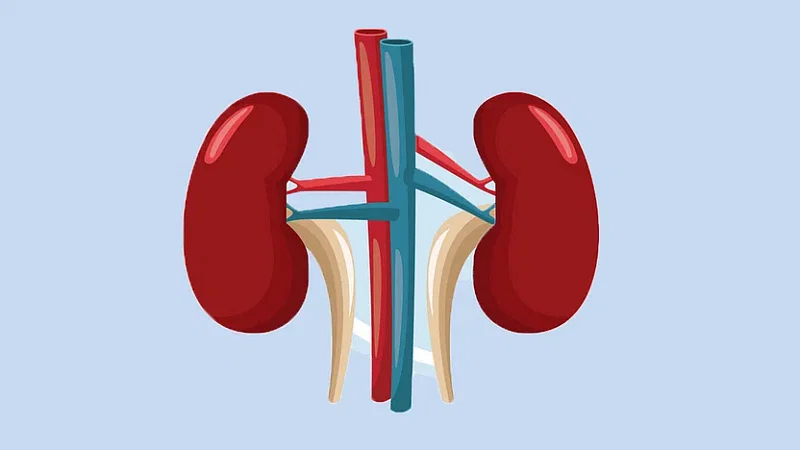 Kidneys