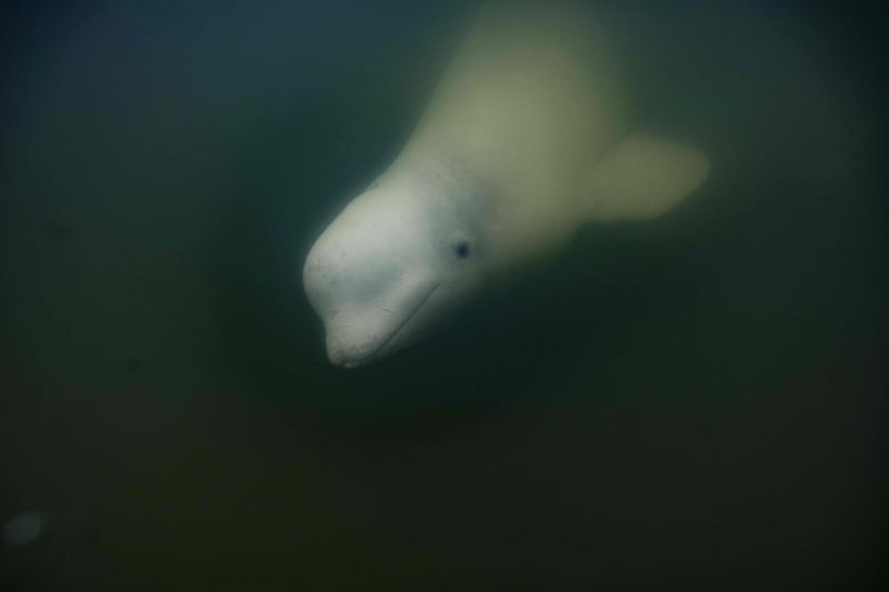 A beluga whale is photographed underwater in the murky waters of the Churchill River near Hudson Bay outside Churchill, northern Canada on 2 August, 2022