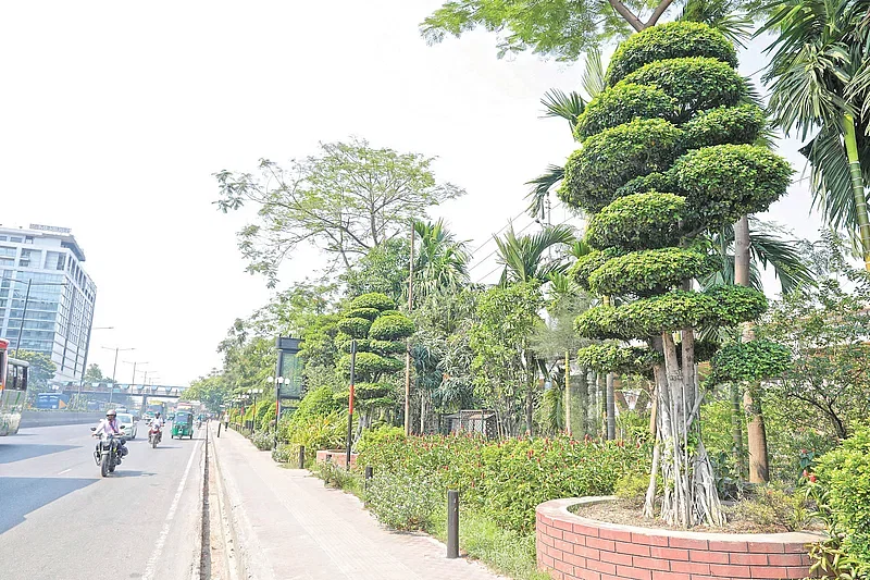 Bonsai trees, brought from China, are planted on two sides of the airport road in Dhaka. The photo was taken on 24 April, 24024