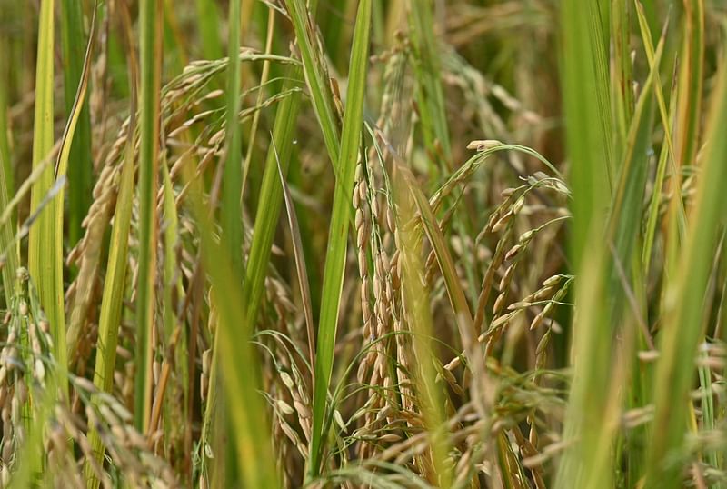 Full-grown rice varieties being developed by the International Rice Research Institute (IRRI) are planted in a field in Los Banos town, Laguna province on July 19, 2023. A Philippine court has blocked the commercial propagation of genetically modified golden rice because it said conflicting scientific views gave rise to "severe" health and environmental safety concerns. The court's ruling, issued on 17 April and seen by AFP on 25 April, 2024, also applies to a genetically modified eggplant, BT eggplant, that is pest resistant.