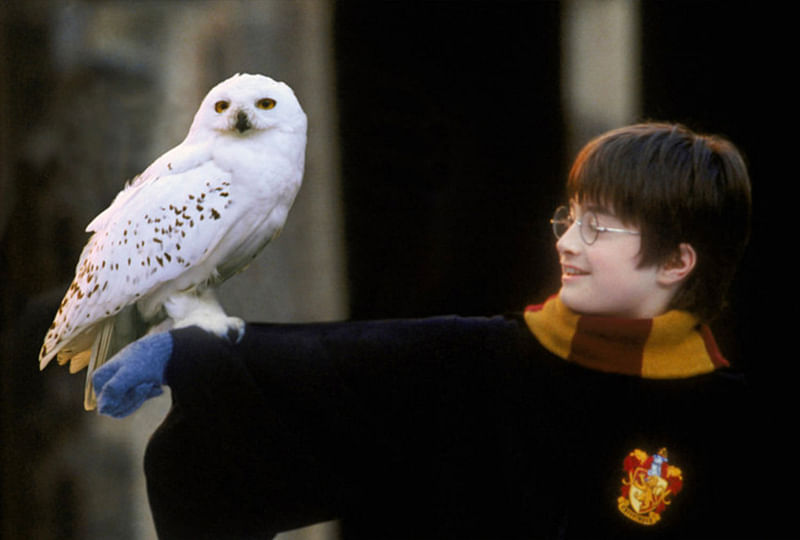 Harry Potter with Hedwig -''Harry Potter and the Philosopher's Stone''