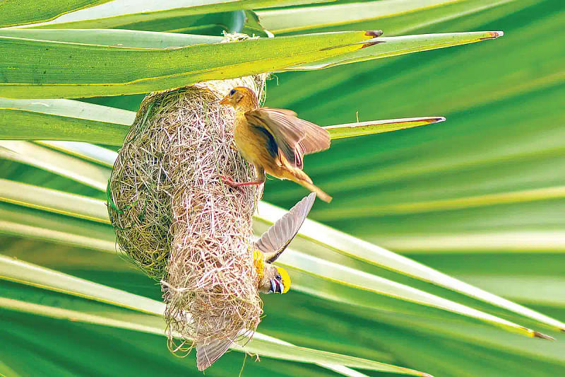 Busy babui (weaver birds)