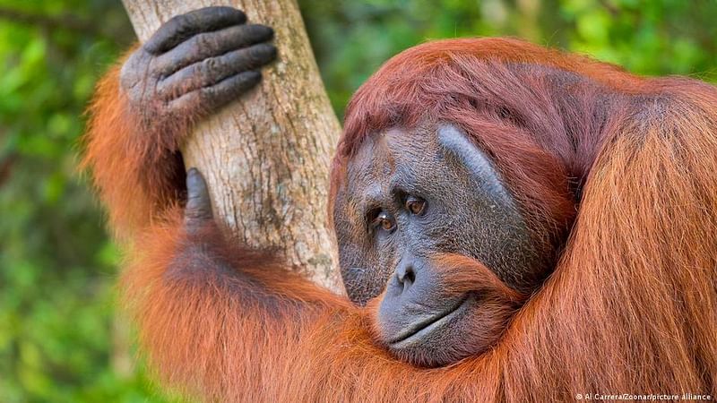 The rapid destruction of habitat for the critically endangered orangutan in Borneo has become a symbol of biodiversity loss