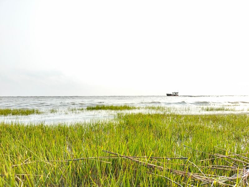 Seagrass at Banshkhali beach