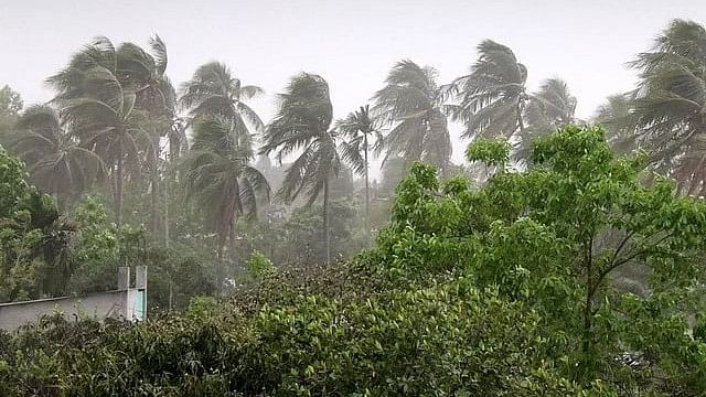 Storm lashing the trees