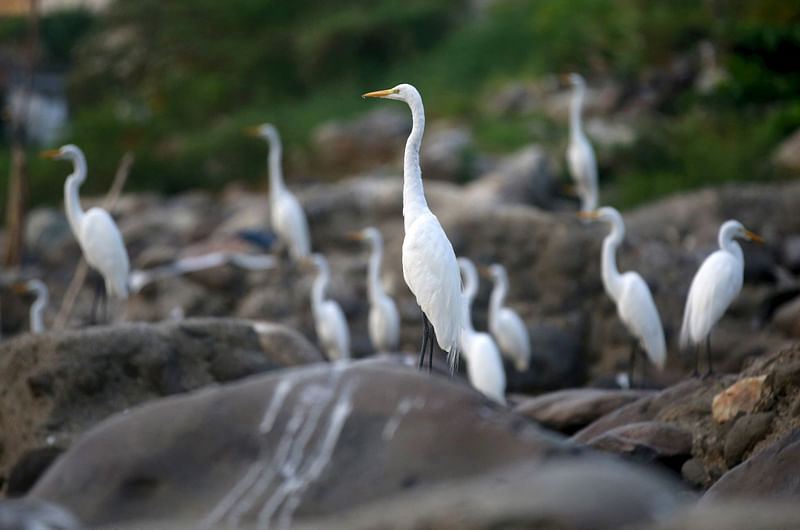 Herons stand on rocks that were once covered by the waters of the Magdalena river, the longest and most important river in Colombia, in the city of Honda, Colombia as El Nino brings severe drought to Colombia. Picture taken on 14 January, 2016.