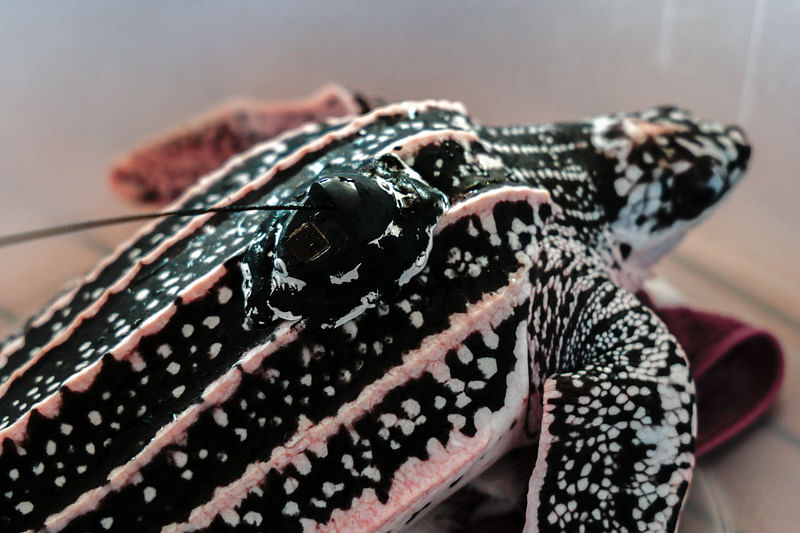 A one-year-old leatherback turtle equipped with a tiny satellite tag prepares to be released into the sea in Phuket province, Thailand, 2 April, 2024