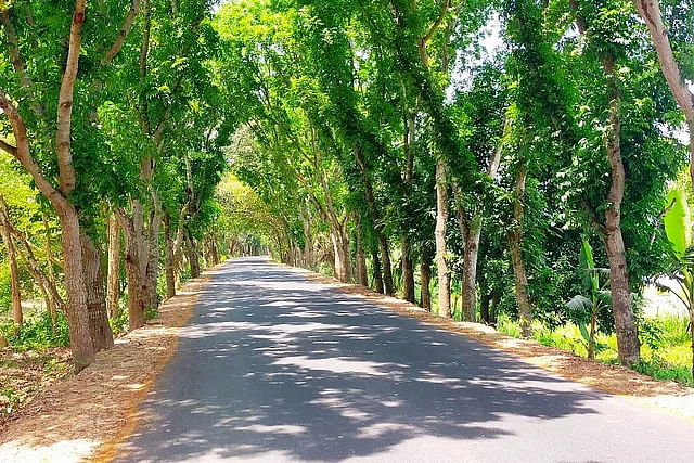 Social afforestation trees on either  side of the road