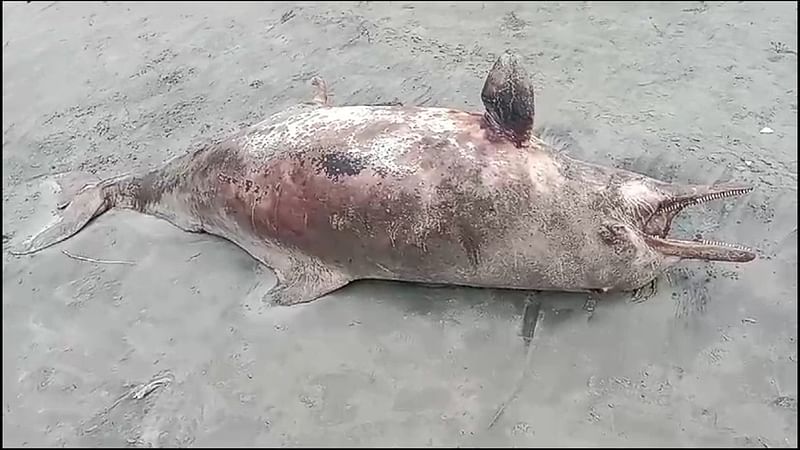 Photo shows carcass of a bottlenose dolphin on the Kuakata beach in Kalapara, Patuakhali on 14 June 2024.