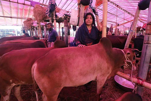 Woman cattle-trader Salma Khatun has come with 14 cows from Chapainawabganj to the Chattogram cattle market. 10:00am Friday morning, Bibir Haat, Chattogram city