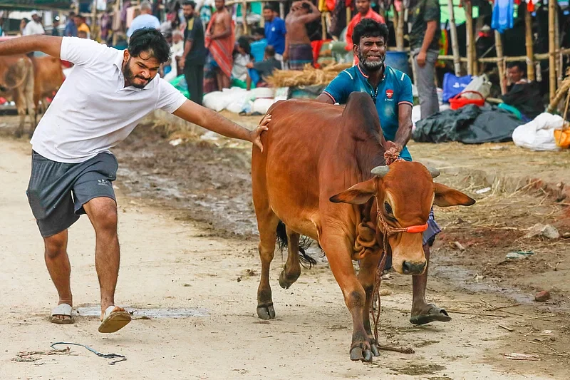 A cow breaks free while the customer takes it home.  Photo taken from Gabtoli area in Dhaka on 15 June.