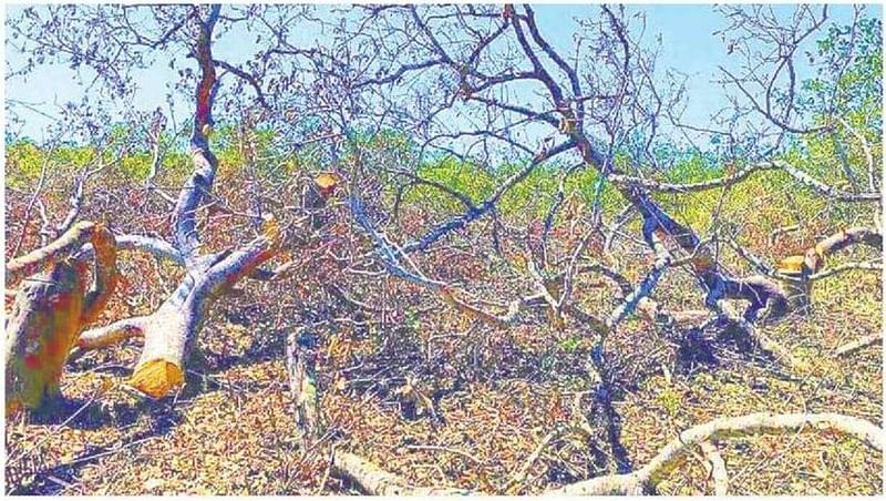 Sonadia mangrove forest has Keora different species of flora and fauna. The influentials are felling trees for shrimp enclosure. This photo was taken on 30 May