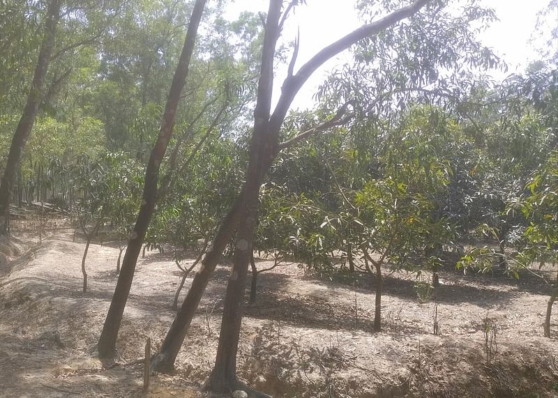 Photo shows mango orchard on the grabbed forest land in the Halakandar area of Pantitala upazila in Naogaon.