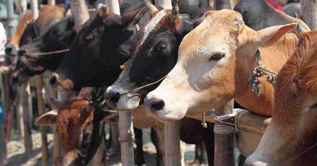 Cattle are seen in a market