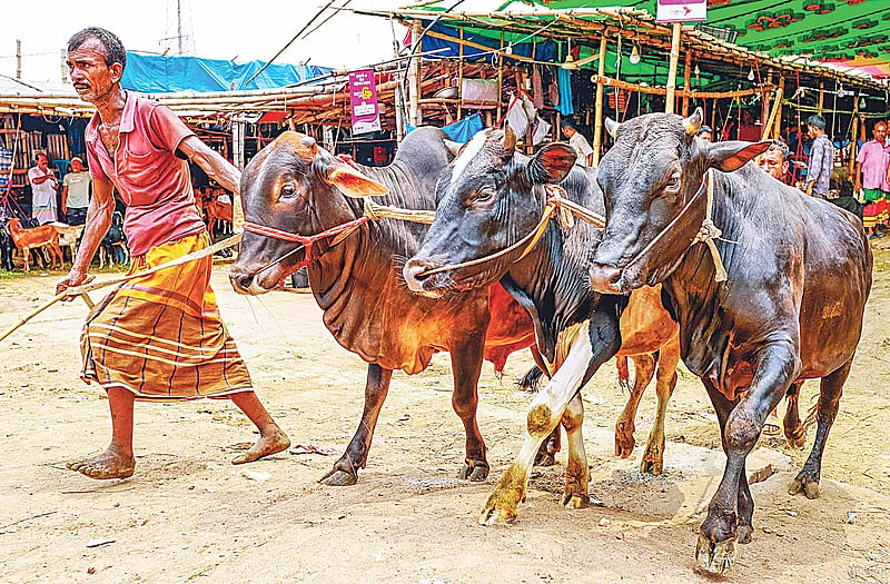 Cattle at Gabtoli cattle market