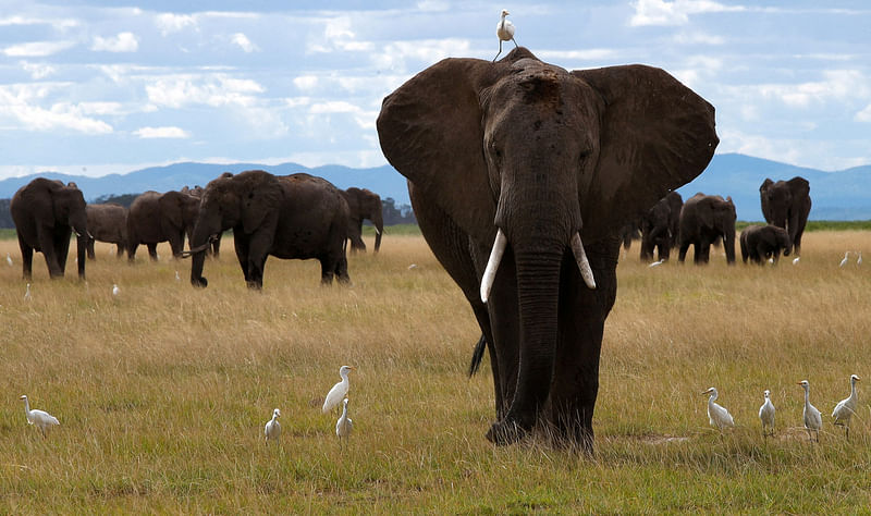 A bird perches on an elephant as it walks at the Amboseli National Park in Kajiado County, Kenya, 4 April, 2024.