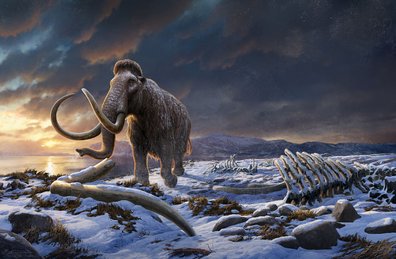 An undated artist's impression of the last woolly mammoth on Wrangel Island in the Arctic Ocean off the coast of Siberia, Russia.