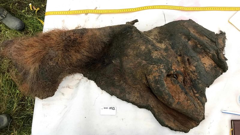 This handout picture courtesy of Stockholm University taken on 5 September 2018, shows a 52,000-year-old woolly mammoth skin after it was excavated from permafrost, in Belaya Gora, Indigirka River, Russia