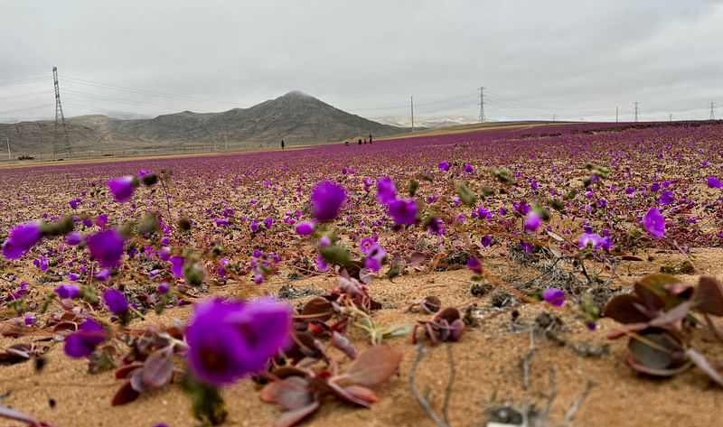 A view shows an area of the Atacama desert during a natural phenomenon known as 'Desierto Florido' (flowering desert), which fills the driest desert in the world with flowers and plants, near Copiapo, Atacama region, Chile, July 6, 2024