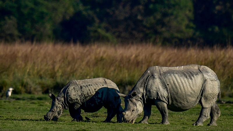 One-horned rhinos graze at Pobitora Wildlife Sanctuary in the southern banks of the Brahmaputra in Morigaon district of India's Assam state on 6 December, 2022