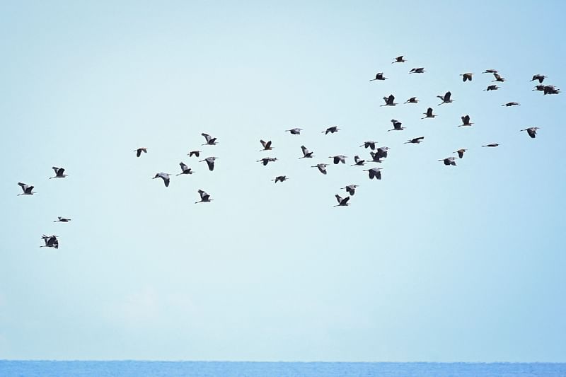 This photograph shows a flock of Herons migrating south near the small island of Antikythera, Greece where the he Hellenic Ornithological Society (HOS) station is based, on 17 September 2024.