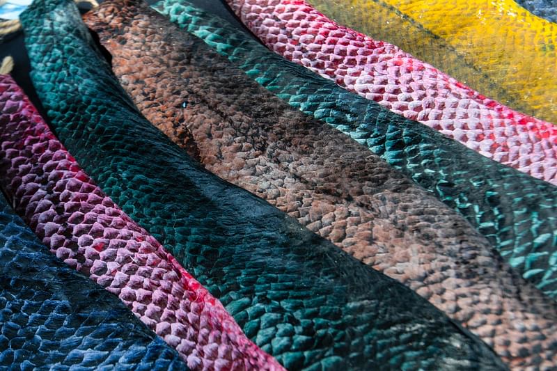 View of fish skins that will be used for the production of earrings and key rings by women workers of the Piel Marina cooperative at the Costa de Pájaros beach in Puntarenas, Costa Rica, on 19 September, 2024.