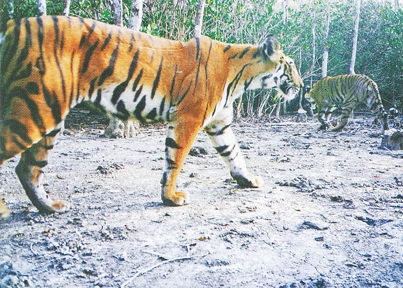 Photograph of tigers captured on camera traps in Chadpai Sharankhola area of the Sundarbans.