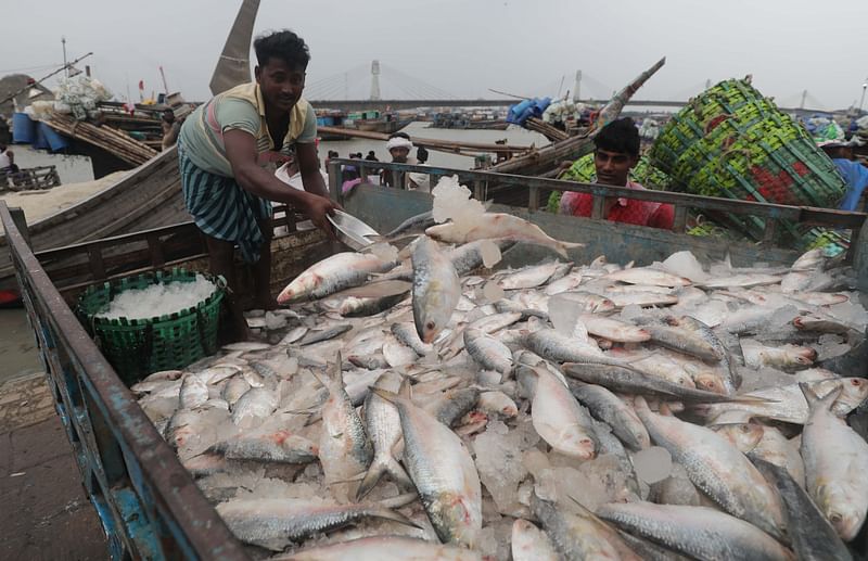 The photo shows a man throwing ice on hilsa on a truck.