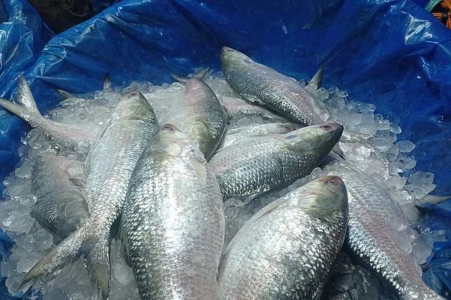 Hilsa