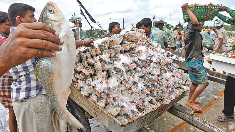 Photo shows hilsa at Fisheries Jetty in Chattogram.