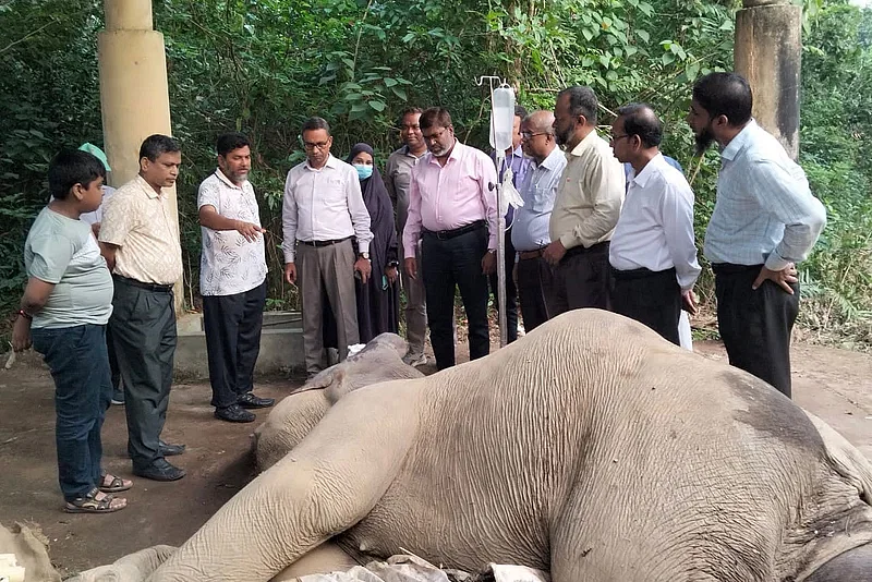 The injured elephant was treated at the wild animal hospital at Bangabandhu Sheikh Mujib Safari Park in Dulahazara of Cox’s Bazar