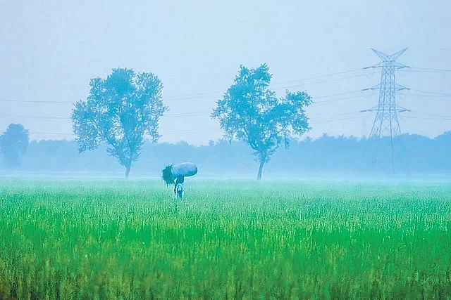 The chilly wind and gentle fog indicate the arrival of Hemanta. This photo was taken from Tebunia of Pabna Sadar on Monday evening.