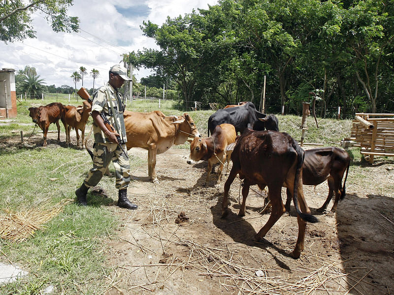 An Indian Border Security Force (BSF) soldier guards captured cattle from the unfenced India-Bangladesh border in West Bengal, India, on 20 June 2015