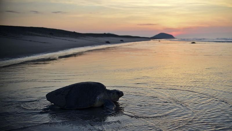 A Golfina sea turtle (Lepidochelys olivacea) leaves at dawn after having spawn at Morro Ayuta Beach, state of Oaxaca, Mexico on 10 September, 2015