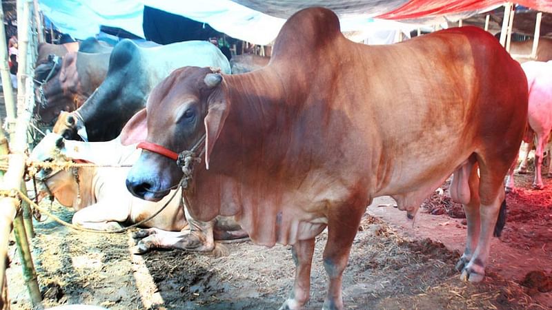 Sacrificial animals at the cattle markets of the capital ahead of Eid-ul-Azha. Photo taken from Postagola Shashan ghat in Dhaka.