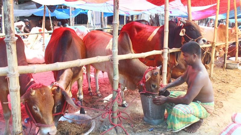 Aanimals in a cattle markets of the capital