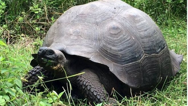 African tortoise