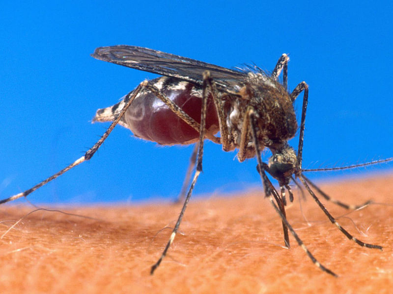 A mosquito is bloated with blood as it inserts its stinger into human flesh in this undated file photo obtained from the US Department of Agriculture(USDA) on September 9, 2002. AFP file photo