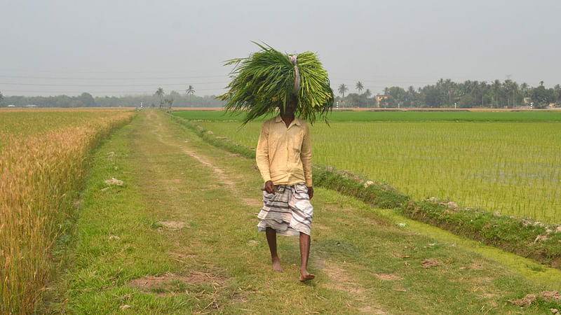 Farmer returning home from the fields after a day’s work in Debattor of Atgharia upazila of Pabna