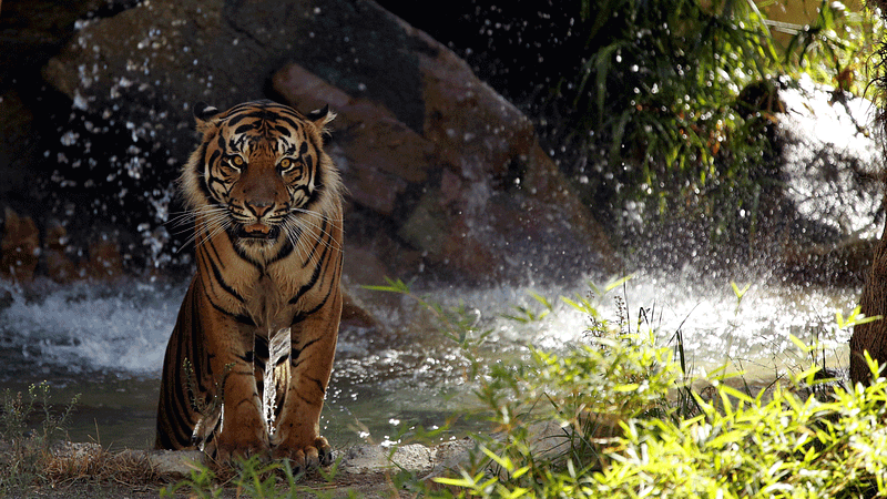 A Sumatran tiger comes out of the water in its enclosure during a summer day at the Los Angeles Zoo in Los Angeles, California, USA