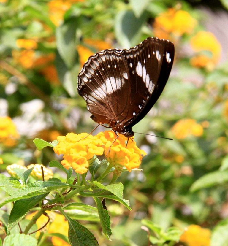 A butterfly sipping nectar from a flower in front of the Nabab Nawab Ali Chowdhury Senate Bhaban Bhaban on Sunday.