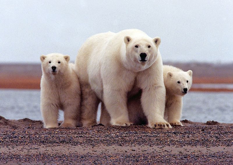 File photo of a polar bear keeping close to her young along the Beaufort Sea coast in the Arctic National Wildlife Refuge.