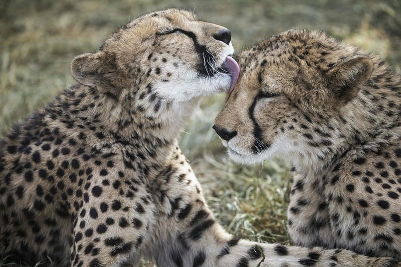 South African cheetahs